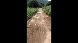 Thousands of butterflies fly on the road