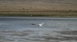 Una ave pescando en la laguna de limpiopungo