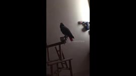 Grey parrot wants Alexa to play him song that is already on