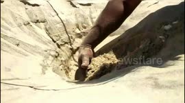 Reproductive period of Turtle is  between January to April(4 months). In this period 223 Turtle chicks were dropped in the Cuddalore Harbour Sea.