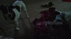 dogs talking to each other
