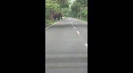 Elephant seen roaming in the middle of the road