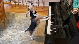 Buddy Mercury! Singing piano pup is back with his new song
