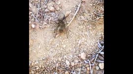 Tarantula Hawk Wasp