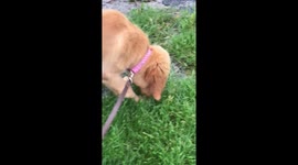 US pup joyfully splashes in puddles during Missouri flooding