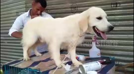 128th National Dog Exhibition  was inaugurated in southern India.