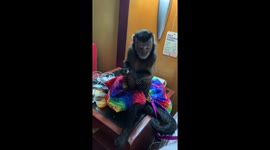 Monkey Dinner Time