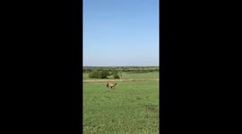 Hyenas feeding in the morning at Maranaboisho Conservancy, Kenya