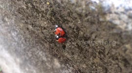 Love Bugs! Two Ladybirds get in the spirit of Spring