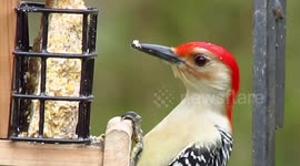 A red bellied woodpecker, barks, and flicks its long tongue out to eat.