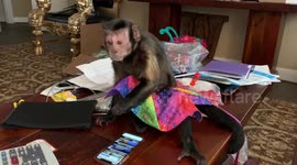 Monkey struggles to make sense of smartphone