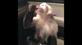 Nom Nom - Noisy Eater