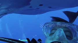 Diver swims under giant manta ray, blows bubbles under its belly