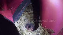 Mum films day old Baby Robins in very unlikely place