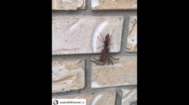 Horrifying footage shows a wasp dragging a paralysed huntsman spider across wall in Australia