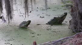 Listen to the sound of 'bellowing' alligators in Florida swamps