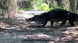 Massive gator nicknamed humpback