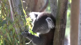 A real cutie – a Koala eating eucalyptus leaves