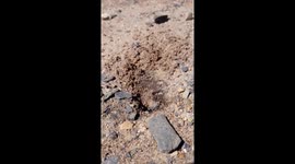 Black spider wasp 01 - The burrower