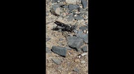 Black spider wasp 02 - Digging