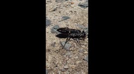Black spider wasp 03 - lifting stones