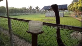 This ostrich bird is too hungry
