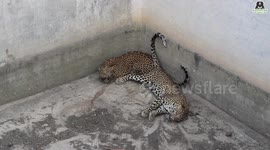 Two young leopards rescued from water tank in India