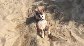 This paddling pooch relaxing at the beach represents perfect summer goals