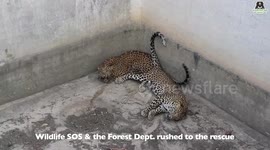 Leopards cubs rescued from dry water tank in western India