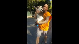 Owner forced to carry lazy bulldog