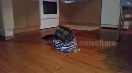 Interior designer cat - strong cat Gizmo