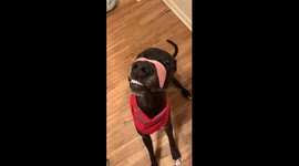 Impatiently waiting for his treat