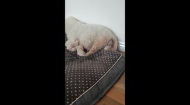 Puppy being born