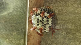NATURALEZA,INSECTOS,COLMENA,COLOMBIA