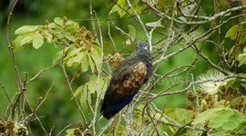 AVE,LORO,NATURALEZA