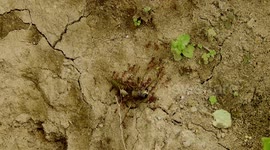 NATURALEZA,INSECTOS,HORMIGAS