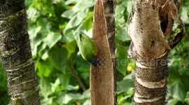 NATURALEZA,AVE,PAJARO,LORO