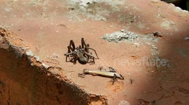 ARAÑA,HORMIGAS,LABOR