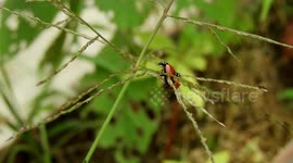 JARDIN,INSECTOS,MARIQUITAS