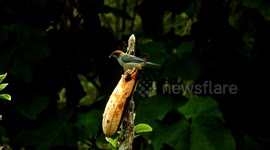 naturaleza,ave,pajaro