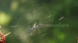 NATURALEZA,INSECTOS,telaraña,araña
