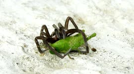 NATURALEZA,INSECTOS,GRILLO,ARAÑA