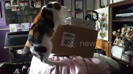 Cat falls out box
