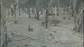 Fearless dog fights a wild lion in India