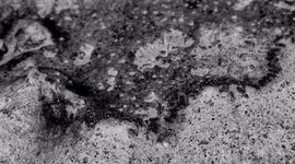 BLANCO Y NEGRO,INSECTOS,NATURALEZA