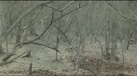 Gritty dog fights with  Asiatic lion, manages to run off unharmed