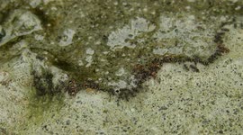 MATURALEZA,INSECTOS,HORMIGAS
