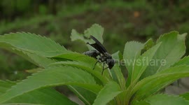 NATURALEZA,INSECTOS,AVISPA