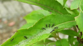 INSECTOS,HORMIGAS,JARDIN
