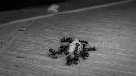 BLANCO Y NEGRO,NATURALEZA,INSECTOS